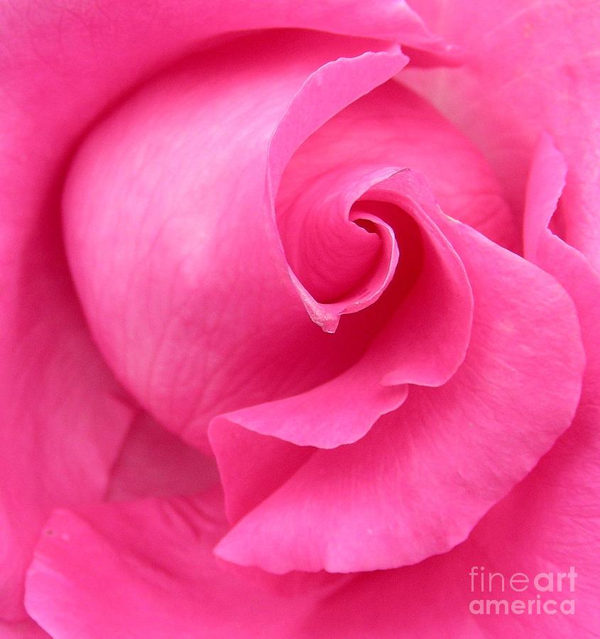 Pink Rose Photograph by Mark Gilman