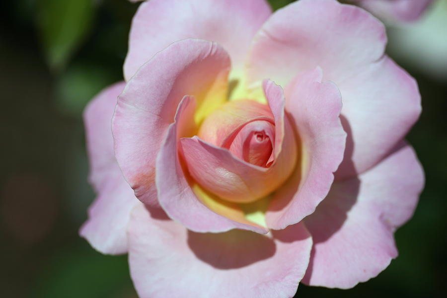 Rose Photograph - Pink Rose by Pamela Corey