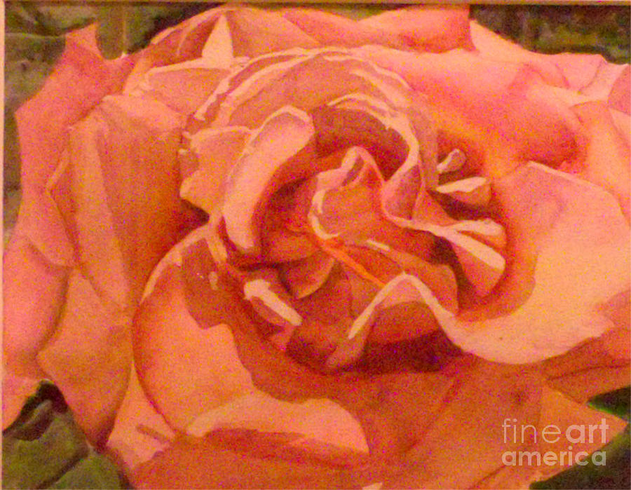 Pink Rose Painting by Patricia Halstead
