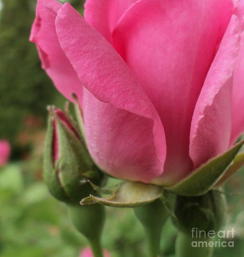 Pink Rose Petal Macro Photograph by Padre Art