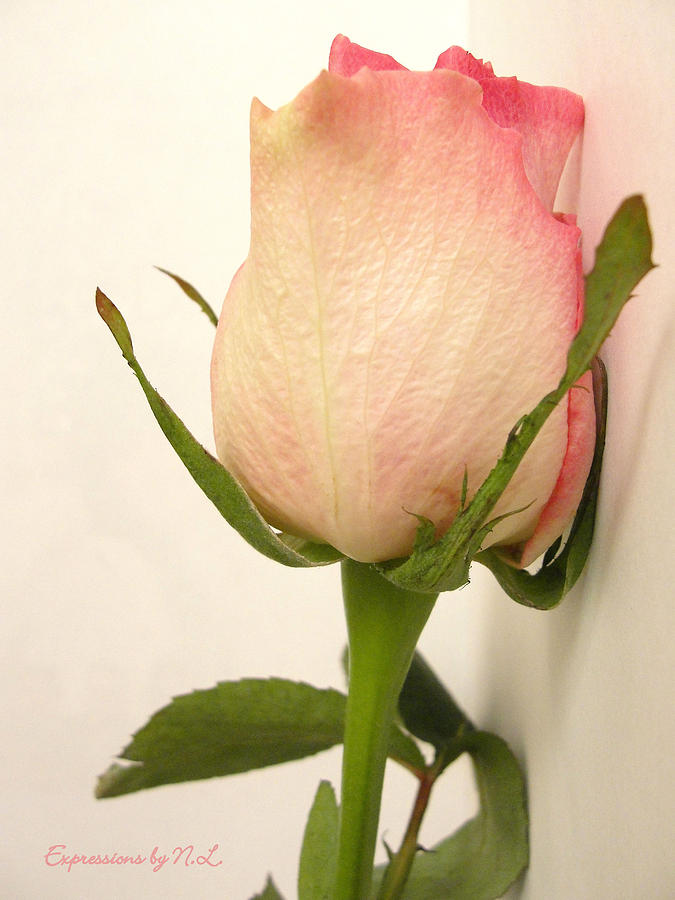 Flower Photograph - Pink Rose Pose by Nikki  Lesley