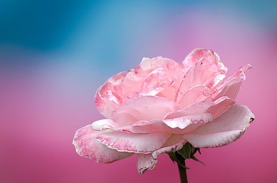 Pink Rose  Photograph by Randall Branham