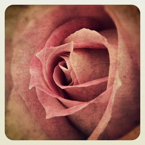Vintage Photograph - #pink #rose #romantic #love #sexy #girl by Stephen Clarridge