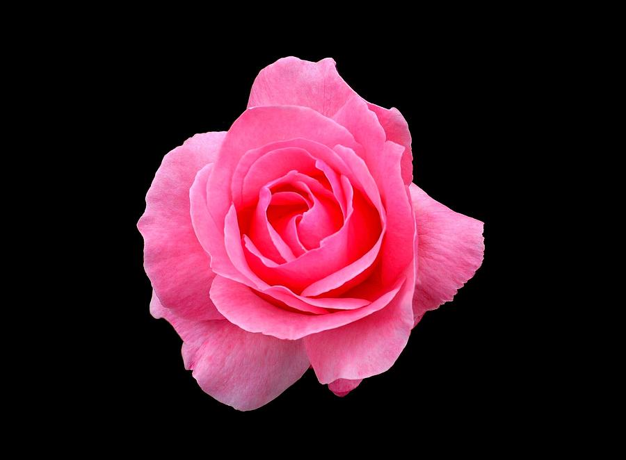 Pink Rose Photograph by Scott Brown