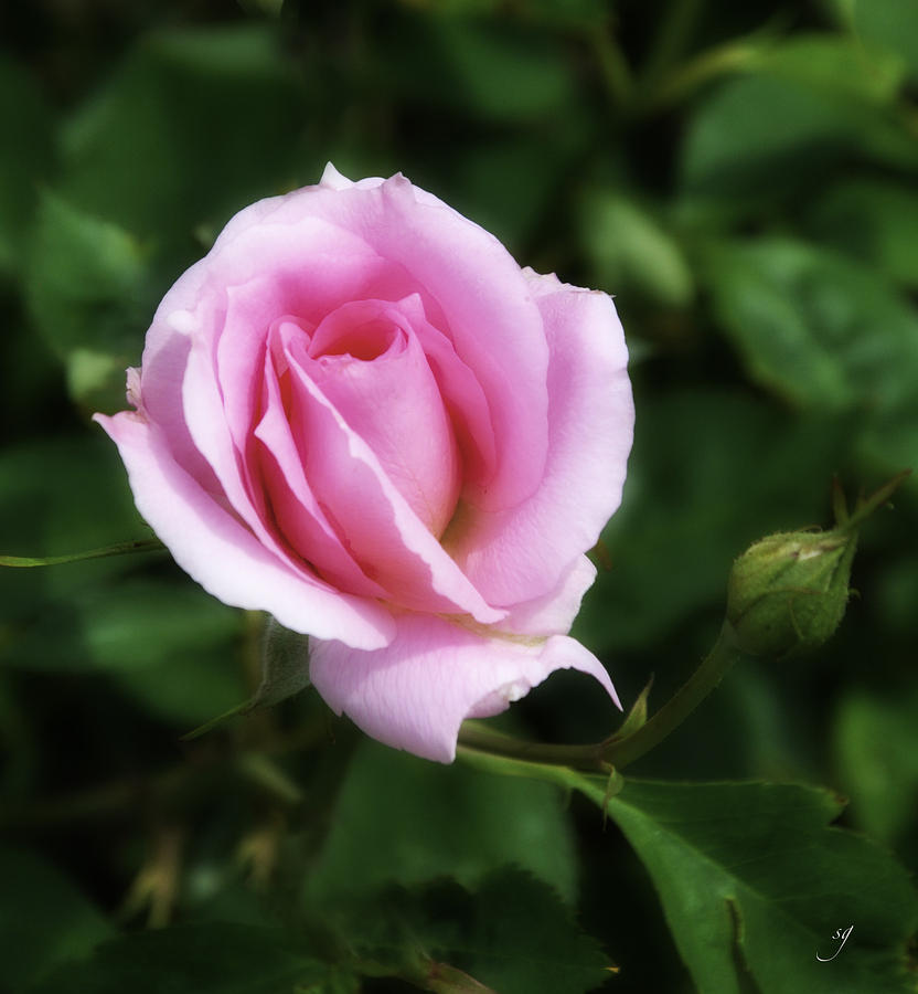 Pink Rose Photograph by Sharon Glatthorn - Fine Art America