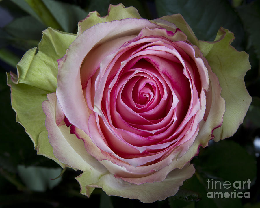 Pink Rose Spiral Photograph by James BO Insogna