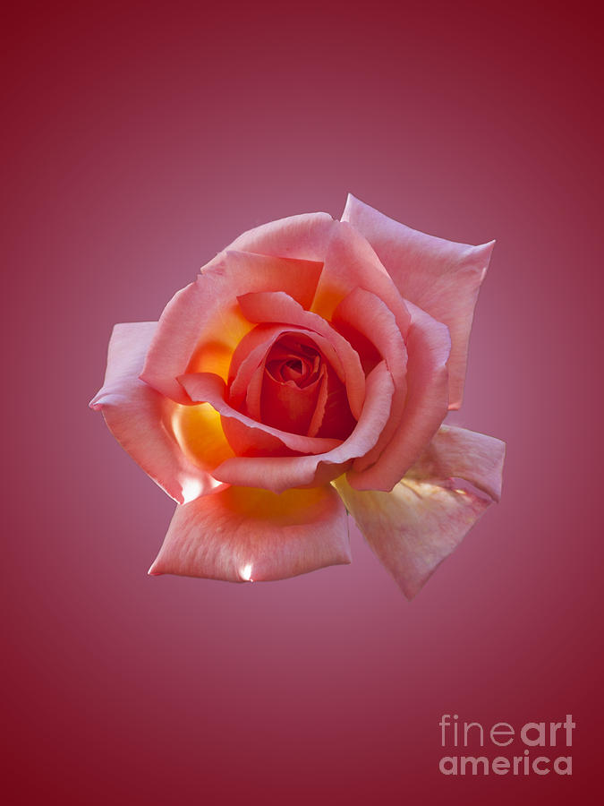 Pink rose Photograph by Steev Stamford