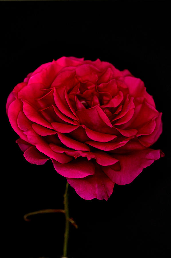 Pink Rose Photograph by Steve Purnell