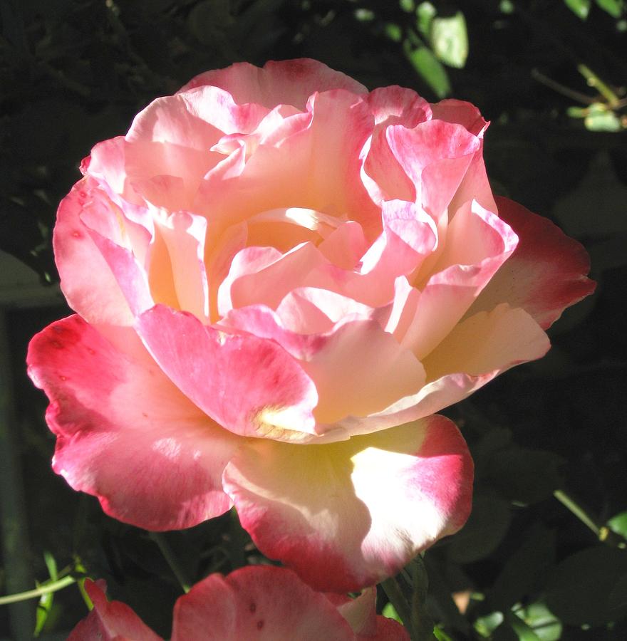Pink Rose Photograph by Sue Halstenberg