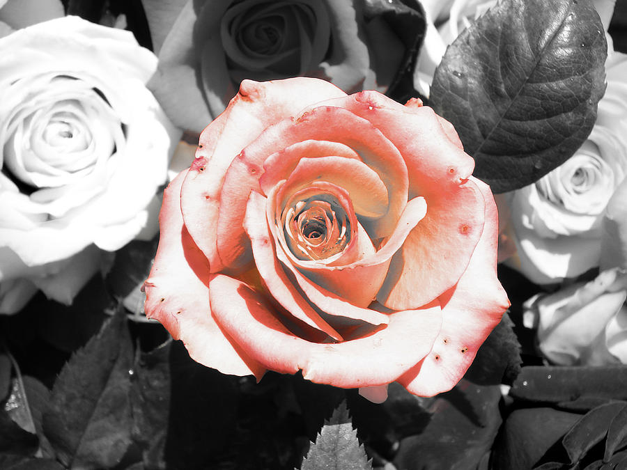 Pink rose Photograph by Sumit Mehndiratta