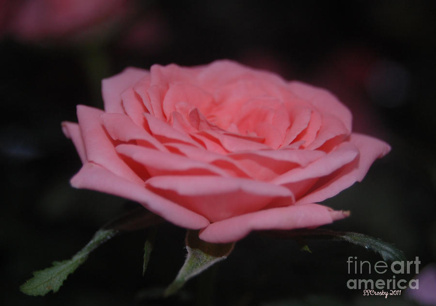 Pink Rose Photograph by Susan Stevens Crosby