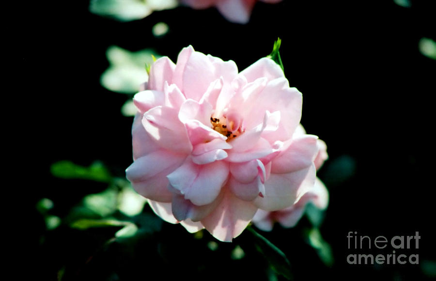 Pink Rose Photograph by Susan Stevenson