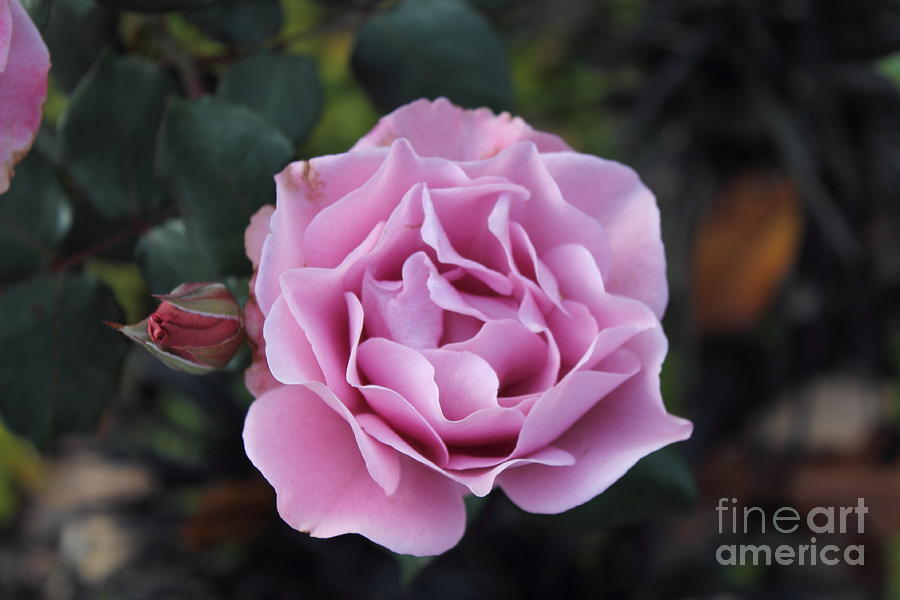 Nature Photograph - Pink rose by Ursula Lawrence