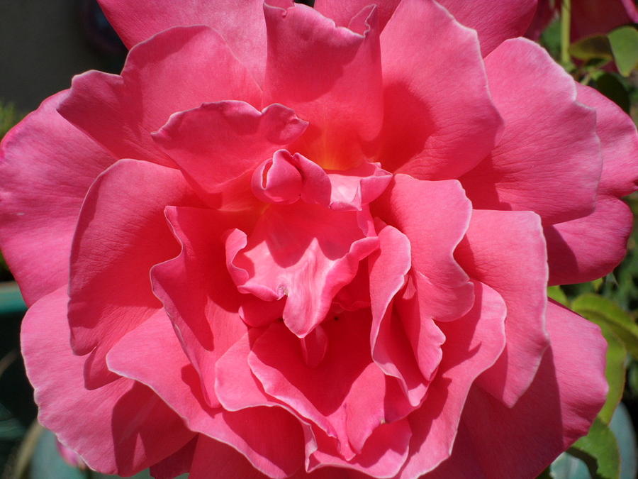 Pink Rose Photograph by Val Oconnor