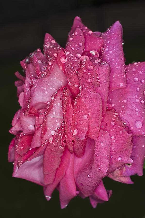 Pink Rose Wendy Cussons Photograph by Steve Purnell
