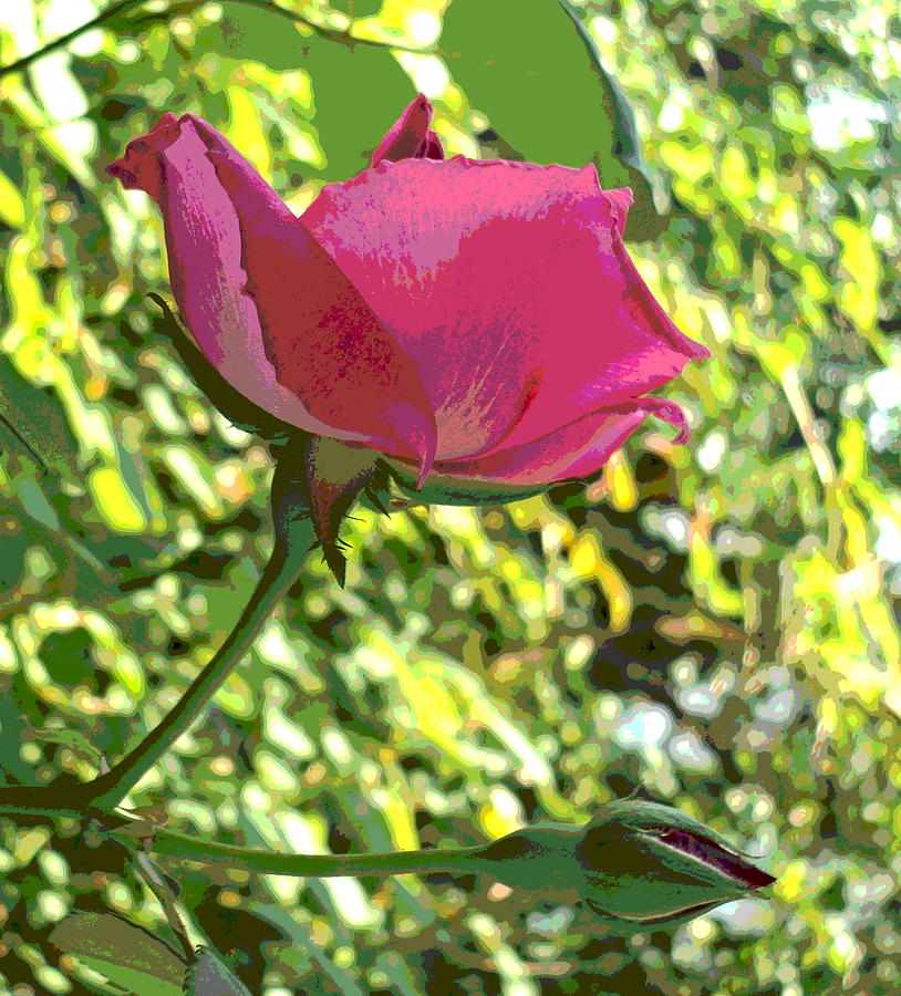 Pink Rose with Bud Photograph by Padre Art