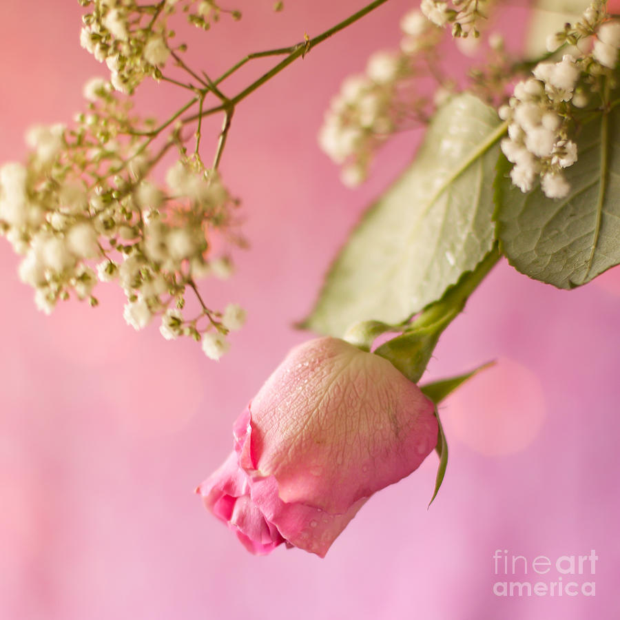 Pink Rosebud And Babys Breath  Photograph by Ethiriel Photography
