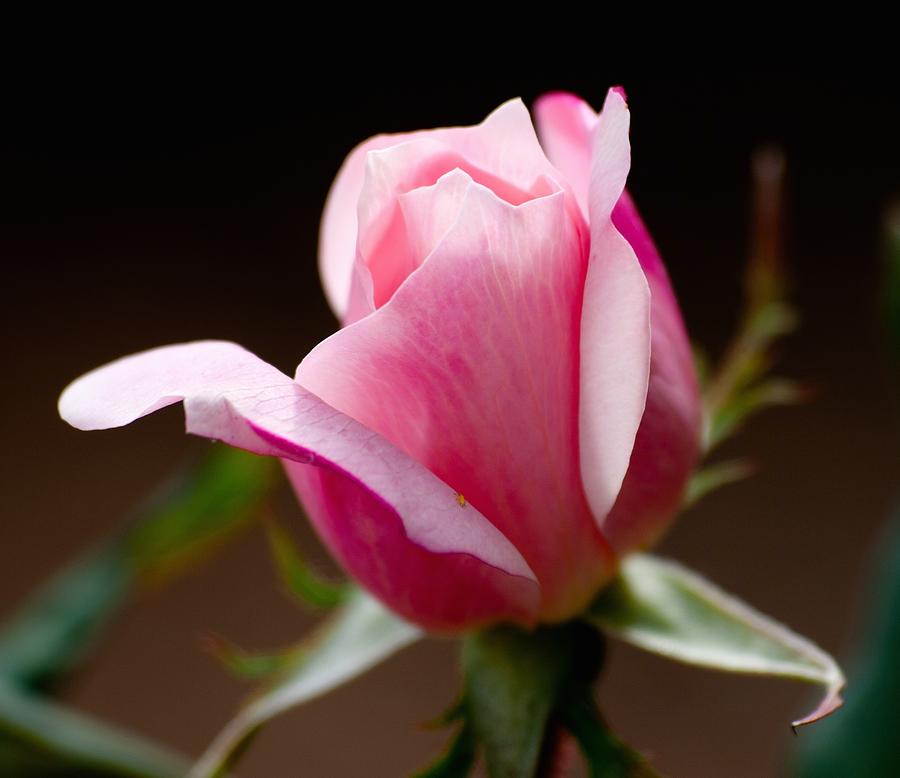 Pink Rosebud Photograph by Greg Jones