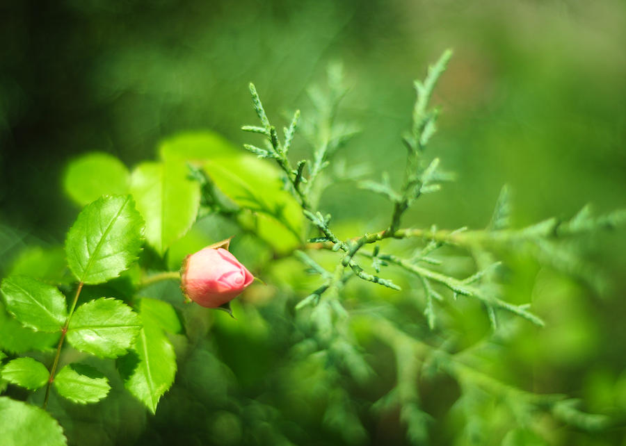 Pink Rosebud with Cypress Photograph by Rebecca Sherman