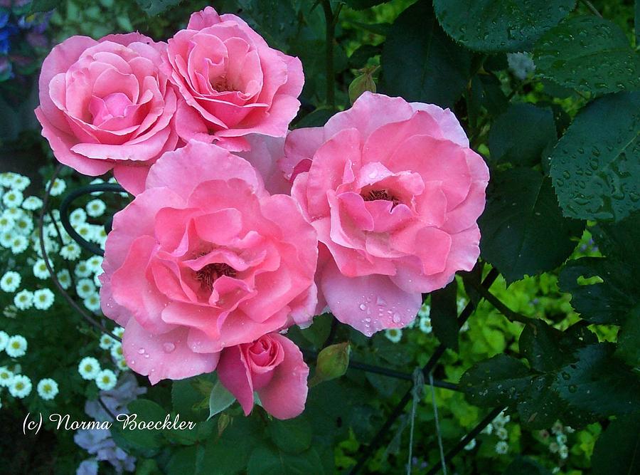 Pink Roses and Morning Dew Photograph by Norma Boeckler - Pixels