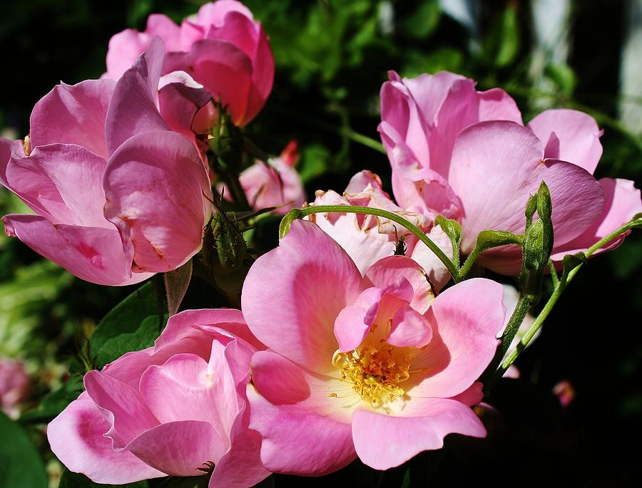 Pink Roses Photograph by Bruce Bley