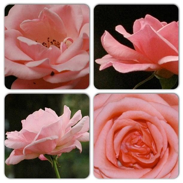 Flower Photograph - Pink Roses  #flowersonly #flowerchaser by William Tan