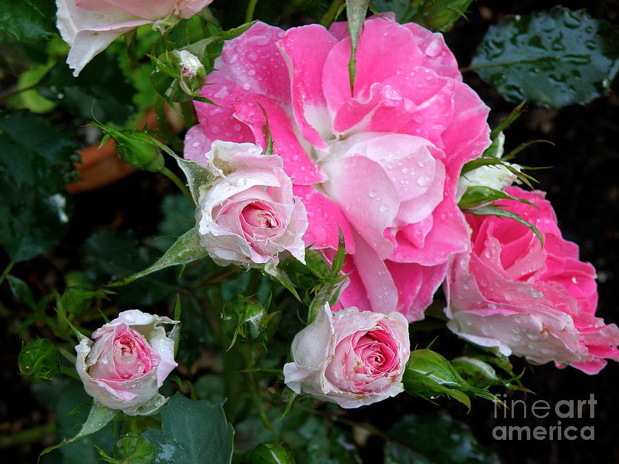 Pink Roses Photograph by Tatyana Searcy
