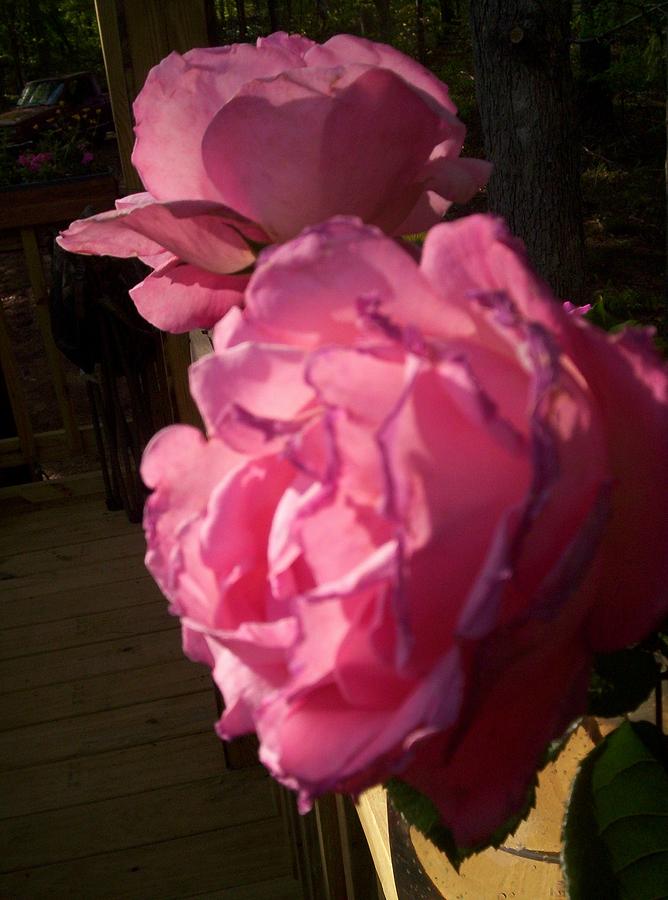 Pink Roses Photograph By Valerie Roberts Jennings