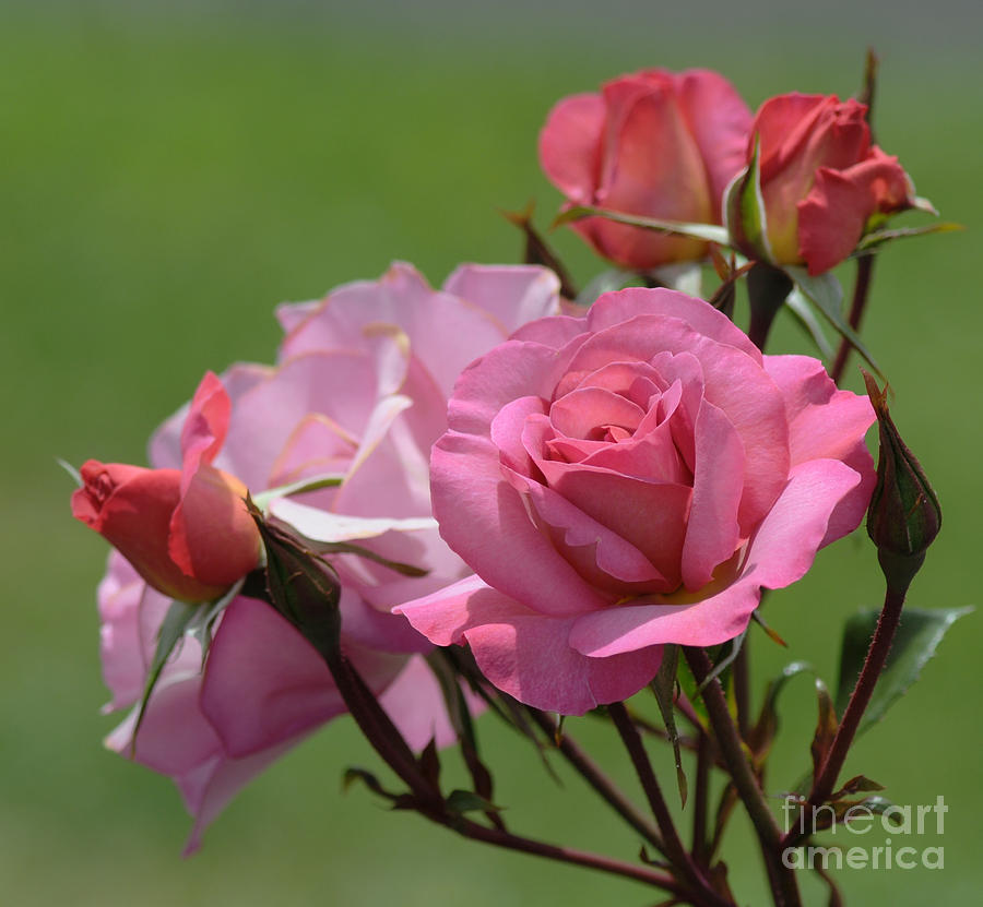 Pink Roses Photograph by Vivian Christopher