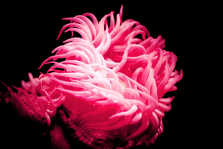 Pink Sea Anemones at Oklahoma Aquarium 2005 Photograph by Toni Hopper