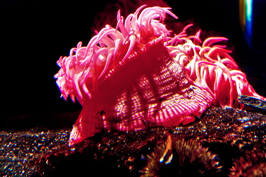 Pink Sea Anemones Photograph by Toni Hopper