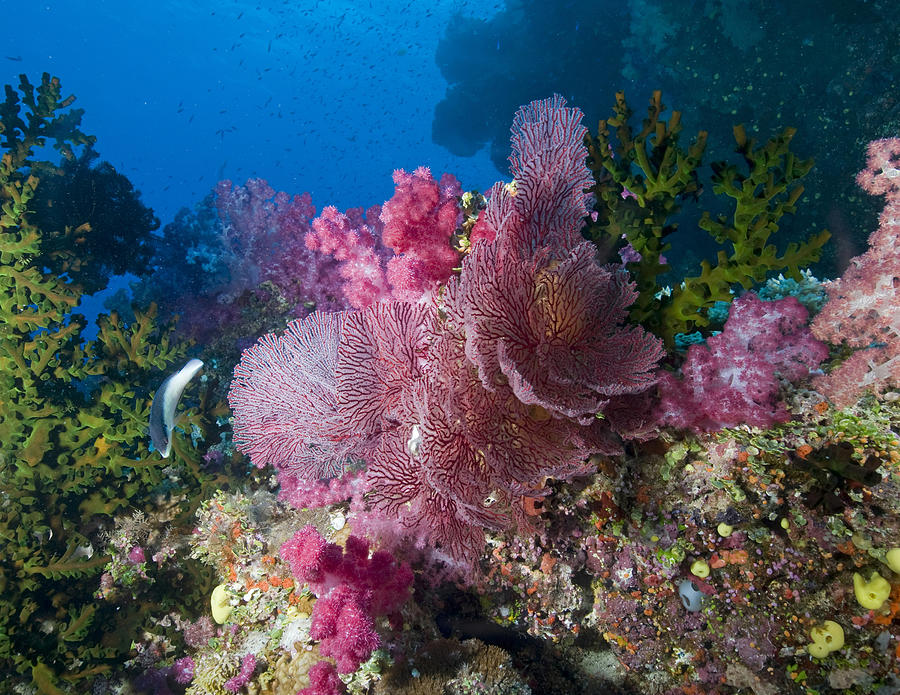 Fish Photograph - Pink seafan cluster by Freund Gloria