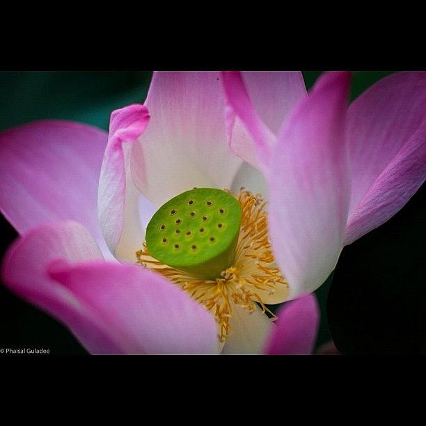 Nature Photograph - Pink Series Shot 3 - Full Bloom by Phaisal Guladee