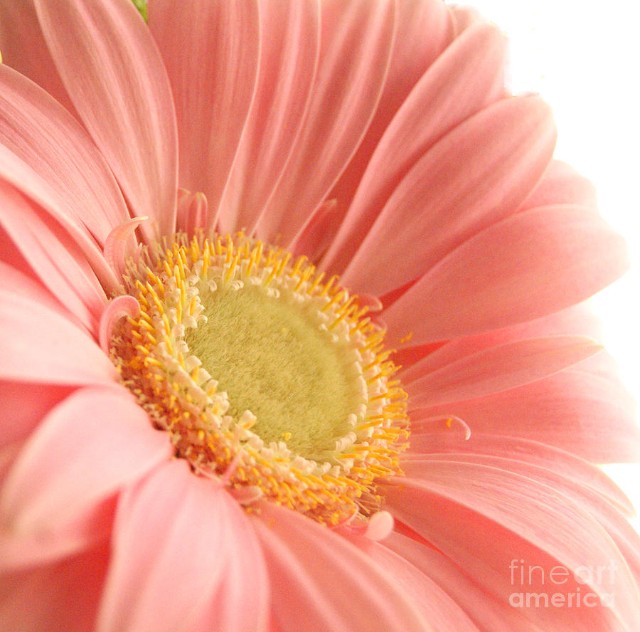 Pink Sherbert Blossom Photograph by Margie Avellino