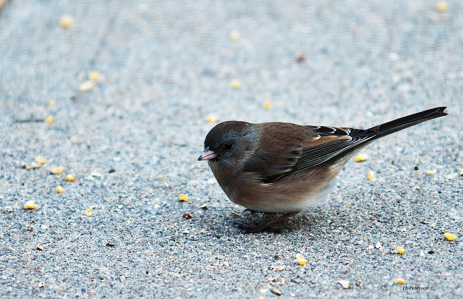 Pink-sided Junco Photograph by Ed Peterson