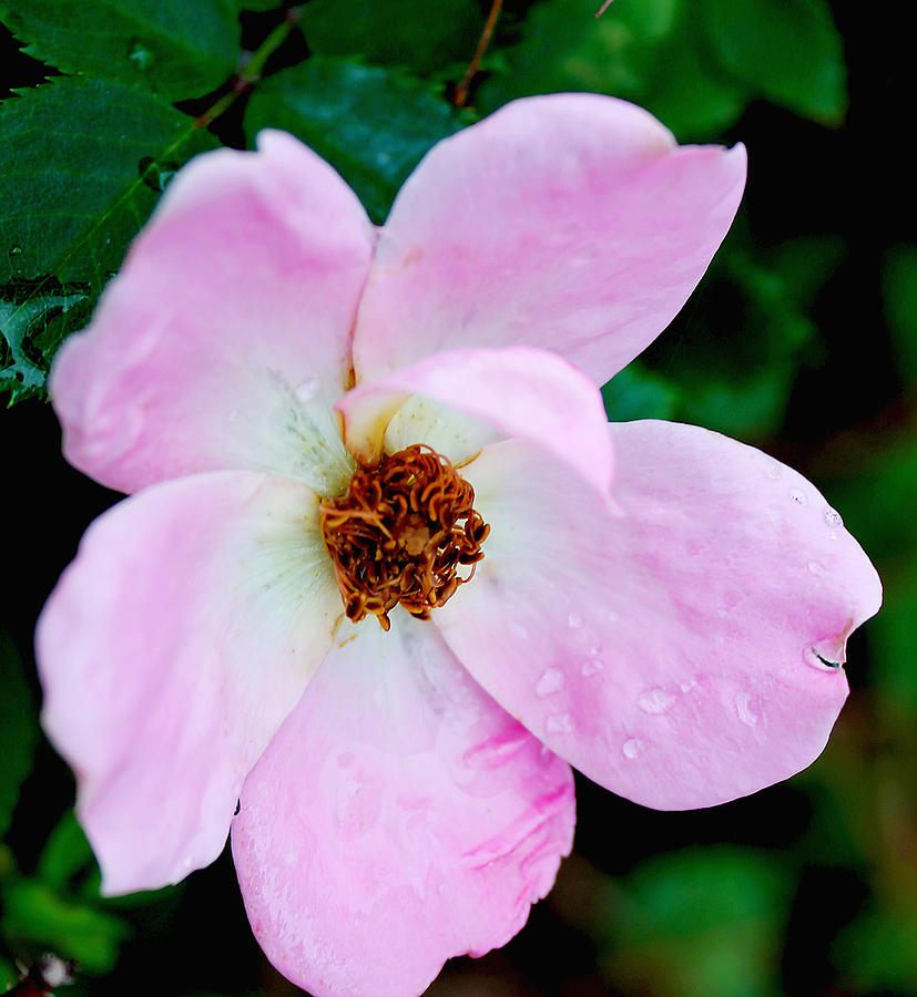 Pink Single Knock-Out Rose Photograph by Nancy Reyes | Fine Art America