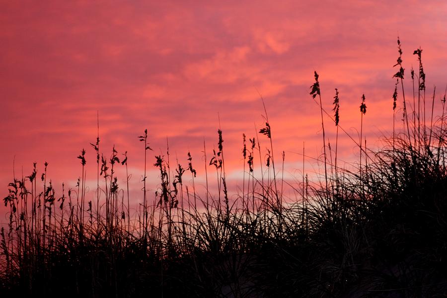 Pink skys above the dunes Photograph by Kim Galluzzo