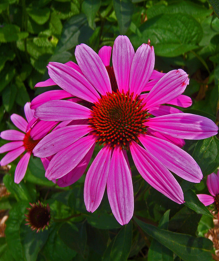 Pink Sparks Photograph by Michelle Cruz - Fine Art America