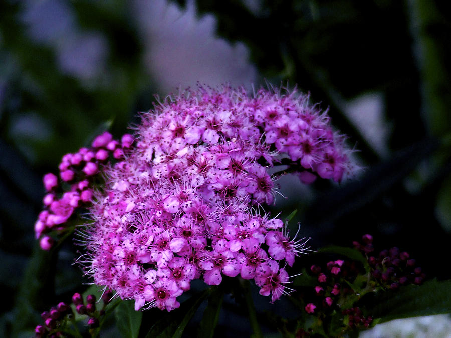 Pink Spiraea Photograph by Richard Gregurich