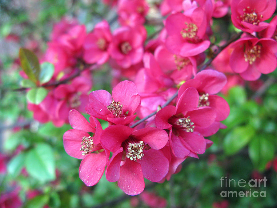 Spring Photograph - Pink Spring Blossoms by Ausra Huntington nee Paulauskaite
