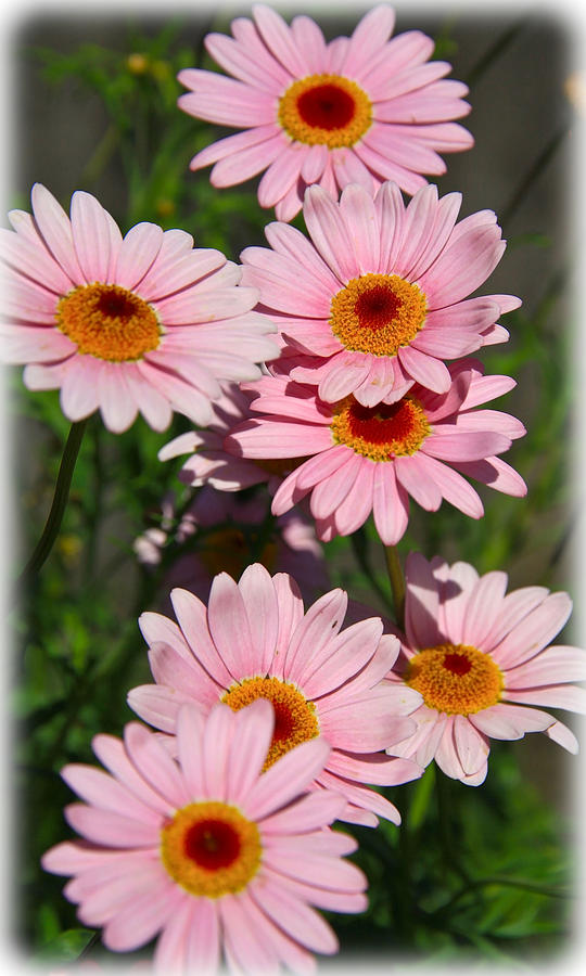 Pink Spring Flowers Photograph by Steve McKinzie