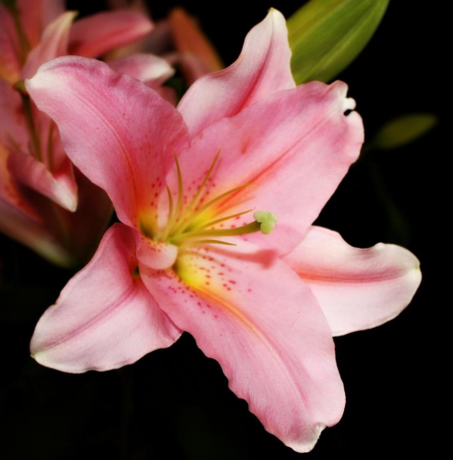 Pink Stargazer Lily by Cathie Tyler