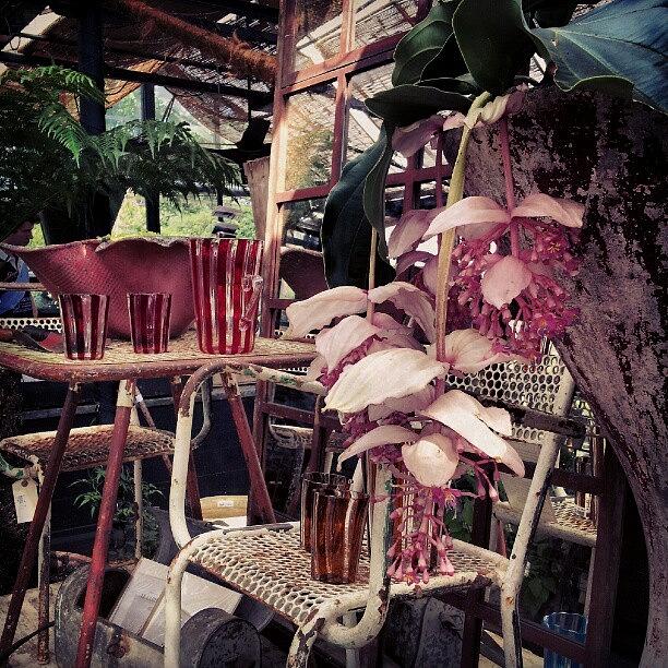 Brown Photograph - Pink Striped Vases and Shabby Chairs by Natasha Futcher