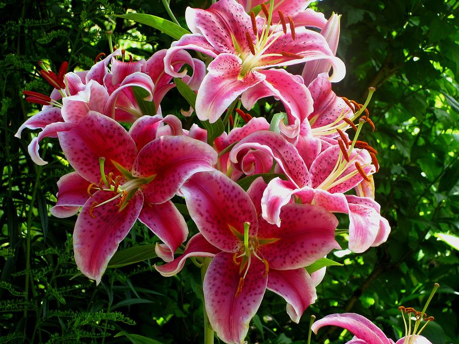 Pink Tiger Lilies Photograph By Kathy Long Fine Art America