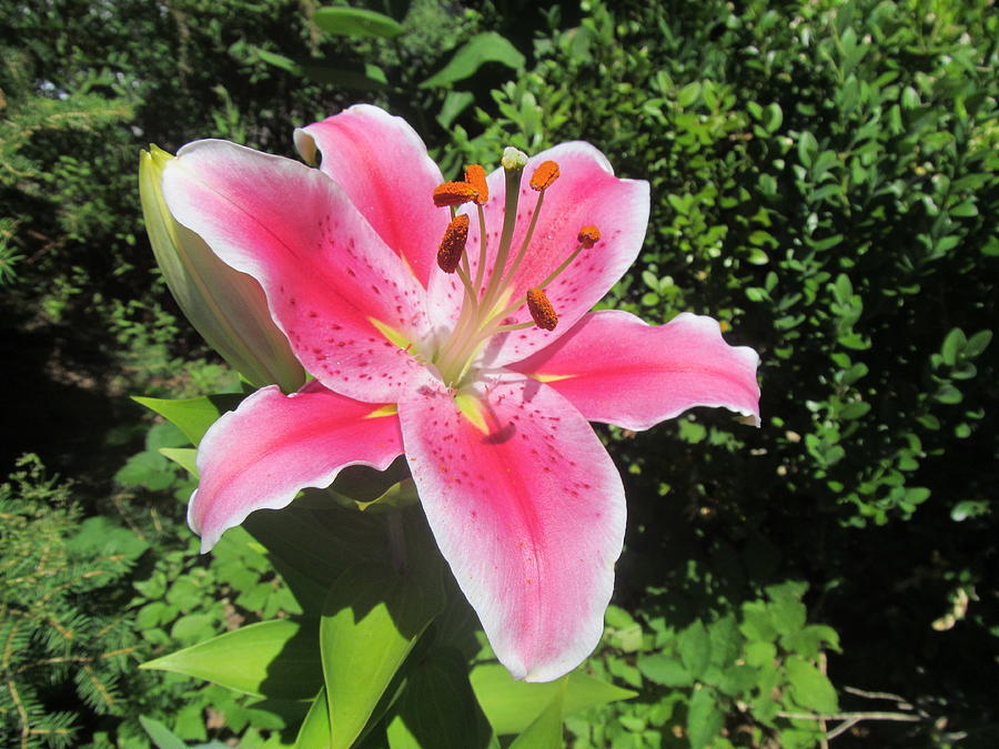 Image result for pink tiger lily