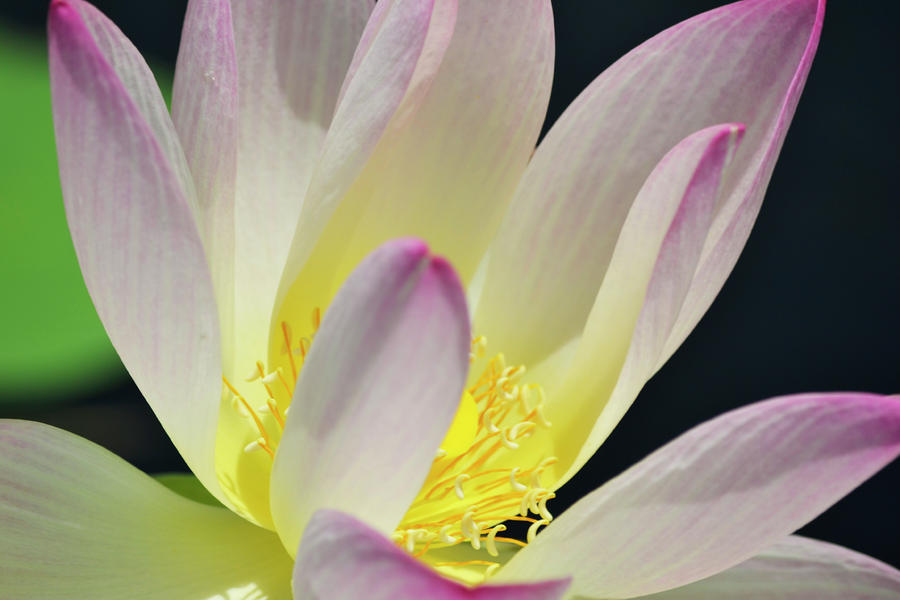 Pink Tip Lotus Photograph by Melanie Moraga