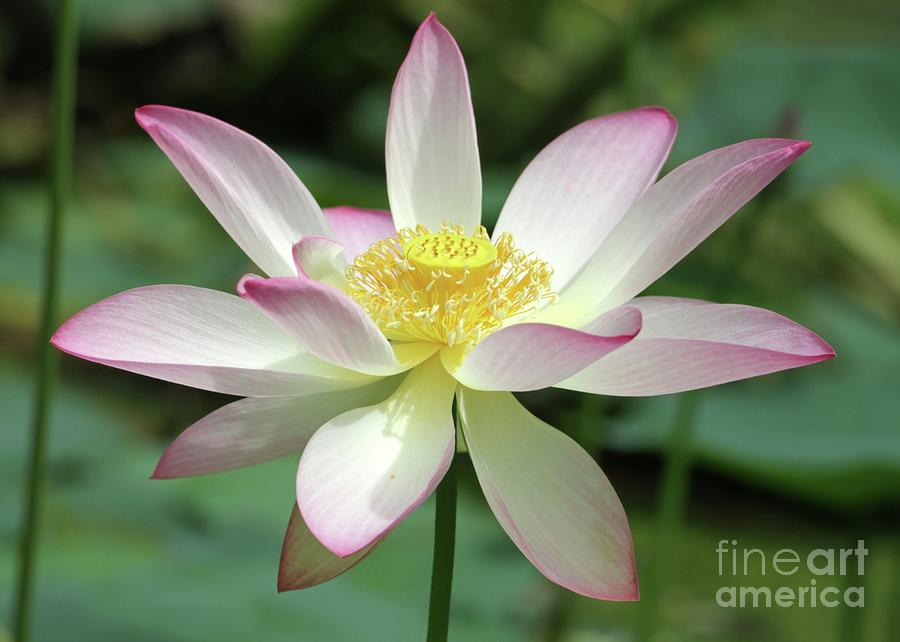 Flower Photograph - Pink Tipped Lotus by Sabrina L Ryan