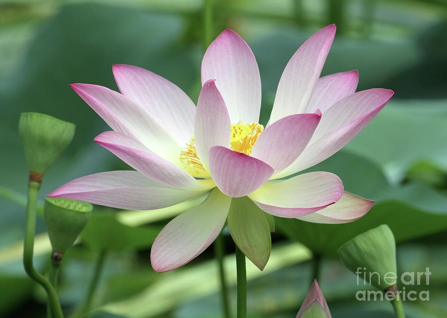 Pink Tipped White Lotus Photograph by Sabrina L Ryan