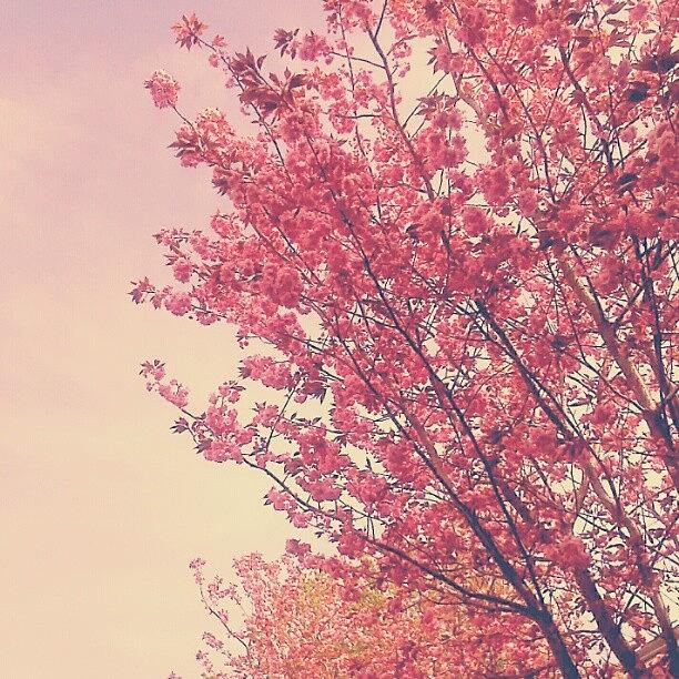 Spring Photograph - #pink #trees ... #spring #blossom by Linandara Linandara