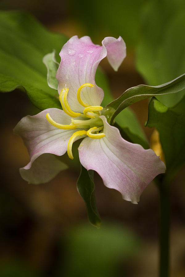 Pink Trillium Photograph by Carrie Cranwill